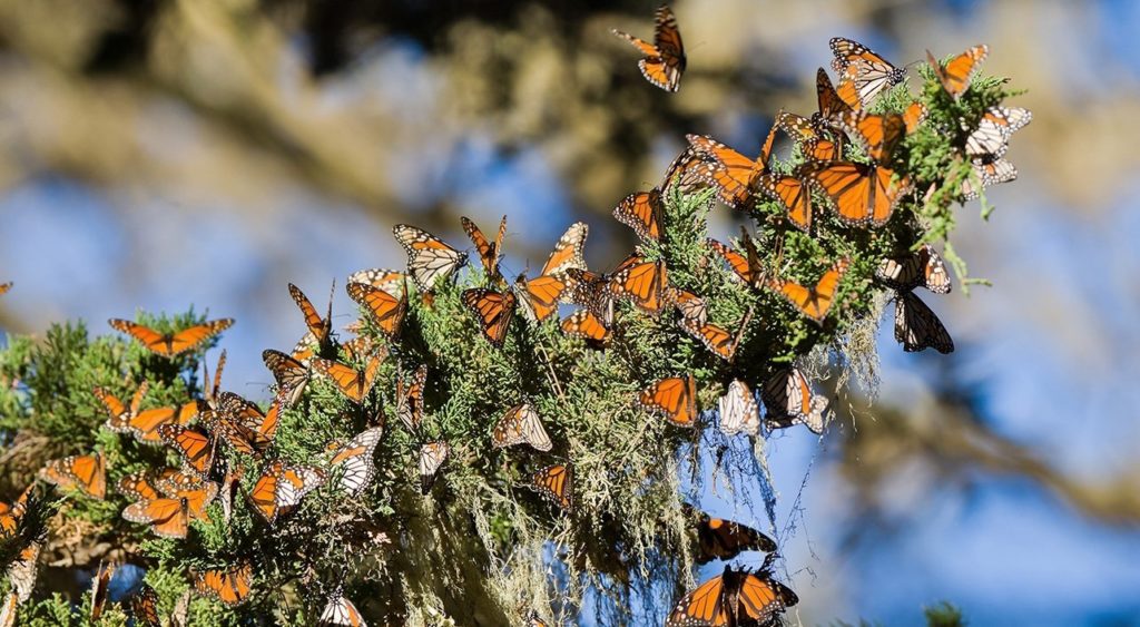 bush covered in hundreds of Monarch butterflies